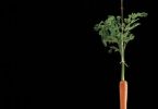 carrot on stick