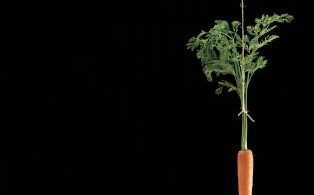 carrot on stick
