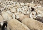 Herd of Pashmina sheep and goats in Himalayas. Himachal Pradesh, India