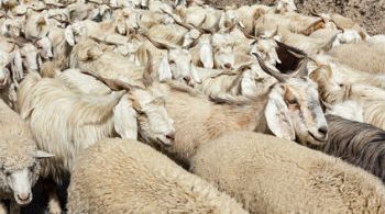 Herd of Pashmina sheep and goats in Himalayas. Himachal Pradesh, India